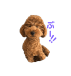 トイプードルのララァちゃん その1（個別スタンプ：7）