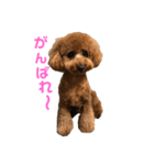 トイプードルのララァちゃん その1（個別スタンプ：14）