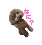 トイプードルのララァちゃん その1（個別スタンプ：18）