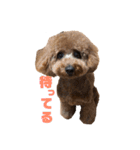 トイプードルのララァちゃん その1（個別スタンプ：20）