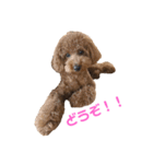 トイプードルのララァちゃん その1（個別スタンプ：24）