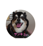 ♡ちわわのポピー♡（個別スタンプ：2）