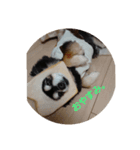 ♡ちわわのポピー♡（個別スタンプ：3）