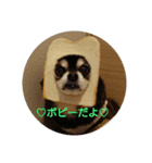 ♡ちわわのポピー♡（個別スタンプ：7）