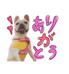 フレンチブルドッグの美々～日常言葉～（個別スタンプ：5）