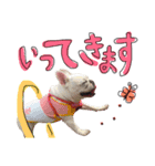 フレンチブルドッグの美々～日常言葉～（個別スタンプ：10）