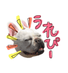 フレンチブルドッグの美々～日常言葉～（個別スタンプ：11）