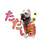 フレンチブルドッグの美々～日常言葉～（個別スタンプ：16）