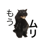 黒猫のちょこ第2弾（個別スタンプ：1）