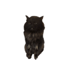 黒猫のちょこ第2弾（個別スタンプ：7）
