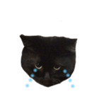 黒猫のちょこ第2弾（個別スタンプ：10）