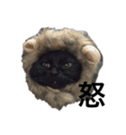 黒猫のちょこ第2弾（個別スタンプ：14）