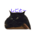 黒猫のちょこ第2弾（個別スタンプ：15）