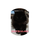 黒猫のちょこ第2弾（個別スタンプ：16）