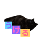 黒猫のちょこ第2弾（個別スタンプ：17）