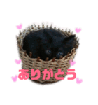 黒猫のちょこ第2弾（個別スタンプ：21）