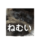 黒猫のちょこ第2弾（個別スタンプ：23）
