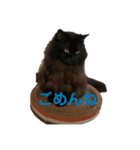 黒猫のちょこ第2弾（個別スタンプ：24）