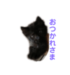 黒猫のちょこ第2弾（個別スタンプ：26）