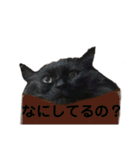 黒猫のちょこ第2弾（個別スタンプ：27）