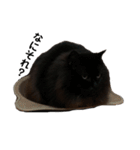 黒猫のちょこ第2弾（個別スタンプ：31）