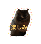 黒猫のちょこ第2弾（個別スタンプ：32）