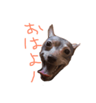 ドビーちゃん（個別スタンプ：2）
