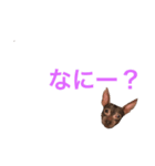 ドビーちゃん（個別スタンプ：4）