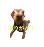 ドビーちゃん（個別スタンプ：6）