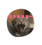 スズだもん！（個別スタンプ：3）