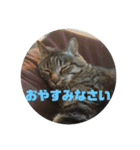 スズだもん！（個別スタンプ：5）