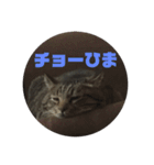 スズだもん！（個別スタンプ：11）