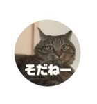 スズだもん！（個別スタンプ：15）