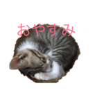 猫のゆんゆん（個別スタンプ：1）