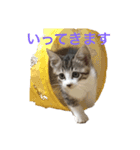 猫のゆんゆん（個別スタンプ：2）