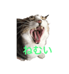 猫のゆんゆん（個別スタンプ：3）