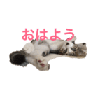 猫のゆんゆん（個別スタンプ：4）