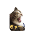 猫のゆんゆん（個別スタンプ：5）