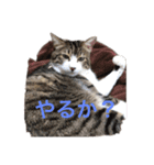 猫のゆんゆん（個別スタンプ：6）