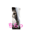 猫のゆんゆん（個別スタンプ：7）