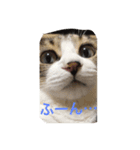 猫のゆんゆん（個別スタンプ：8）