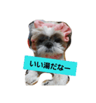 僕ちーるです～ちーるの1日～（個別スタンプ：4）