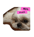 僕ちーるです～ちーるの1日～（個別スタンプ：5）