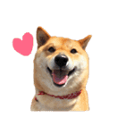 柴犬の春さん（個別スタンプ：1）