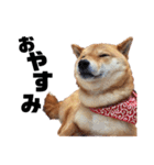 柴犬の春さん（個別スタンプ：2）
