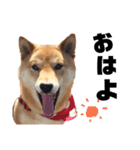 柴犬の春さん（個別スタンプ：3）