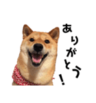 柴犬の春さん（個別スタンプ：4）