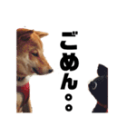 柴犬の春さん（個別スタンプ：5）