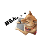 柴犬の春さん（個別スタンプ：6）