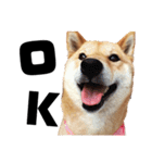 柴犬の春さん（個別スタンプ：8）
